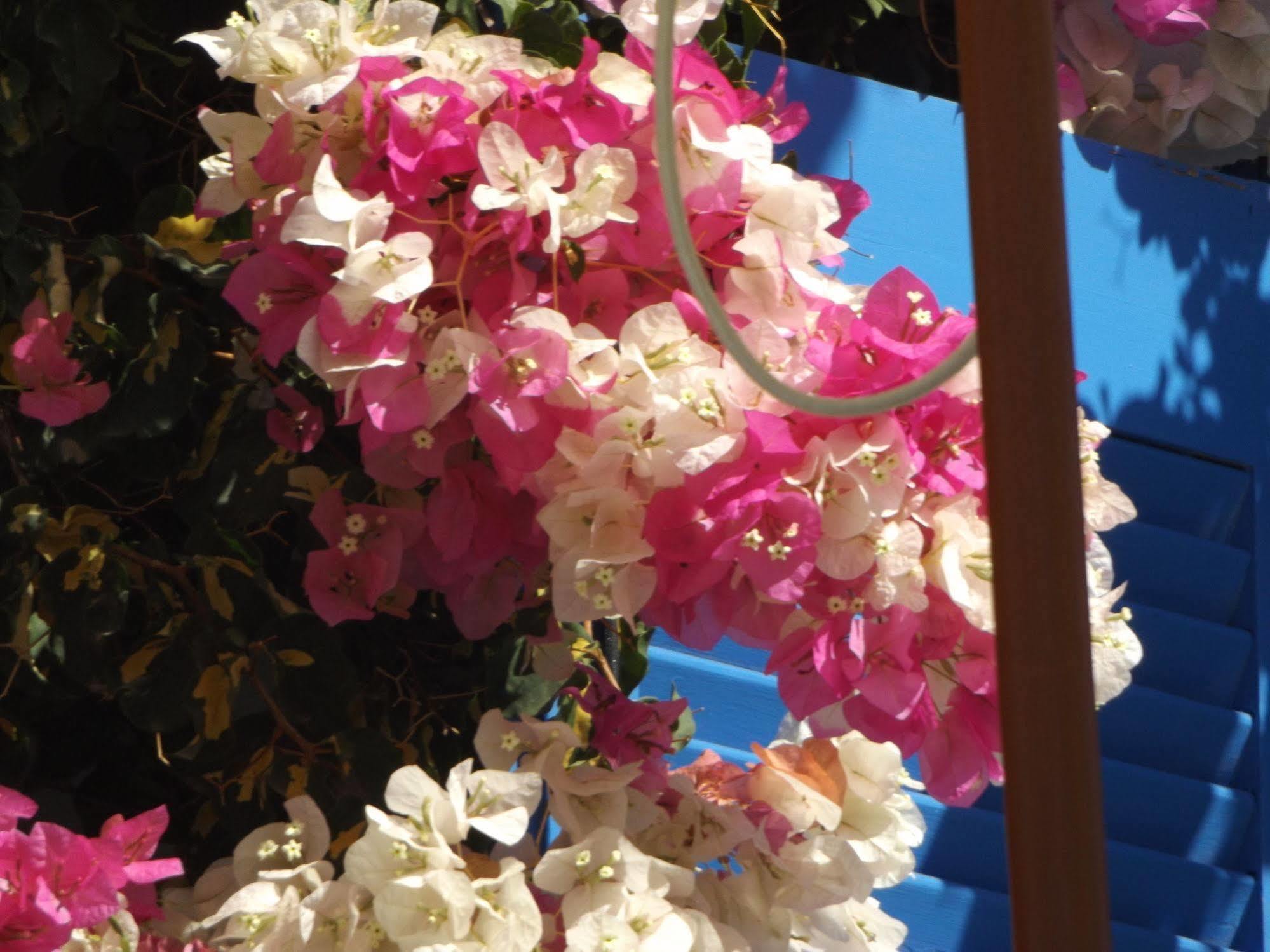Stergia Hotel Páros Dış mekan fotoğraf